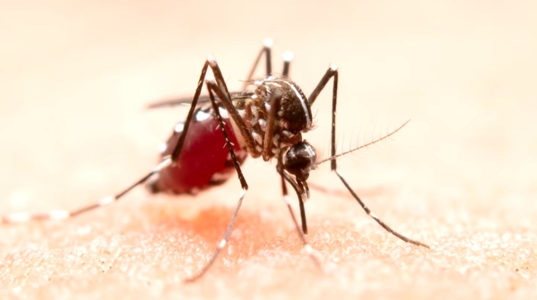 Estudo revela que mosquitos Aedes aegypti podem aprender a gostar de repelente