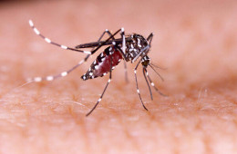 Os casos de dengue aumentaram 745% no Piauí