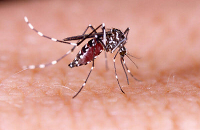 Casos de dengue e chikungunya aumentam no Piauí