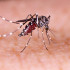 Os casos de dengue aumentaram 745% no Piauí