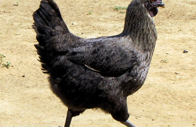 Wellington Dias sanciona lei que cria dia estadual da galinha caipira canela-preta