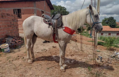 Dupla é presa realizando assaltos após furtar cavalo em Teresina