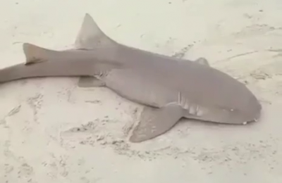 VÍDEO: Tubarão-lixa é capturado na praia da Pedra do Sal, em Parnaíba