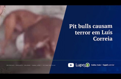 Pit bulls causam terror em Luís Correia