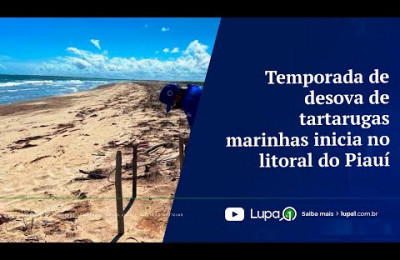 Temporada de desova de tartarugas marinhas inicia no litoral do Piauí