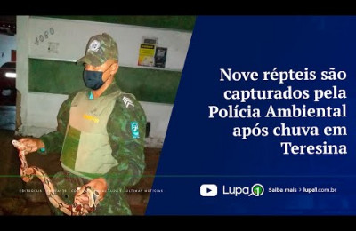 Nove répteis são capturados pela Polícia Ambiental após chuva em Teresina