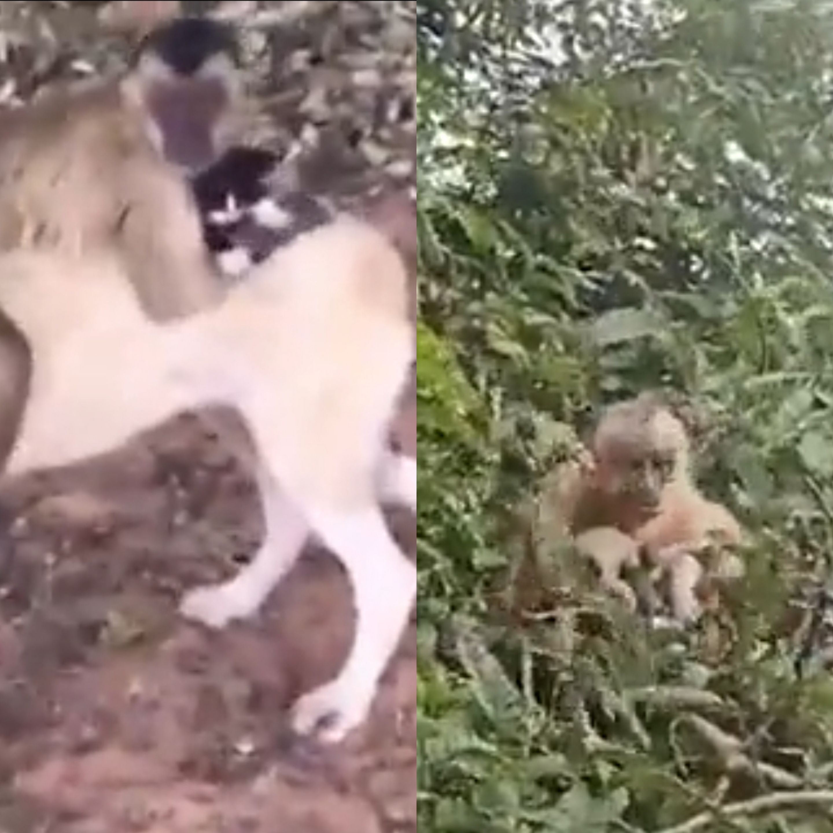 Macaco conhecido como Chico 'sequestra' filhotes de cães e gatos