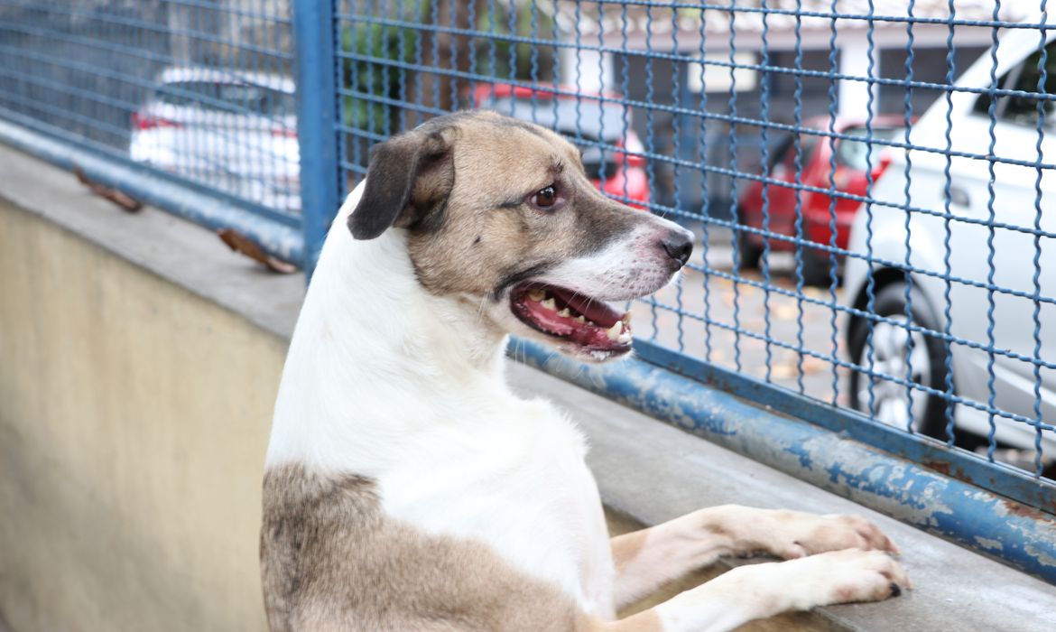 Abandono e maus-tratos aos animais é crime – CRMV-RJ