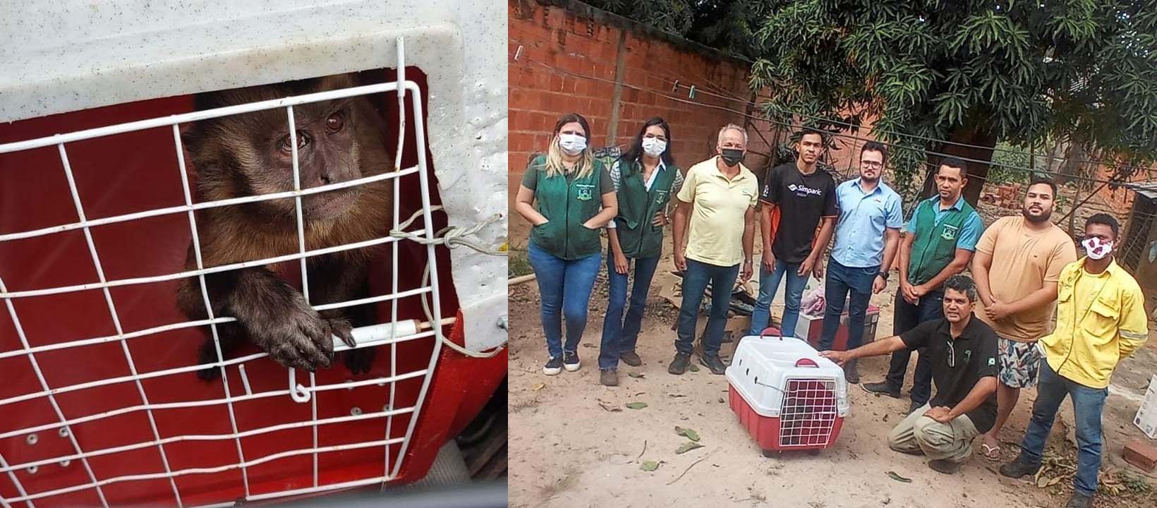 Réu primata! Macaco amolador de facas nos lembra de que símios são